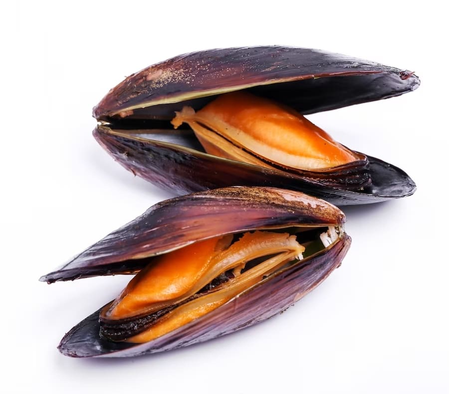 Mejillones de Chile