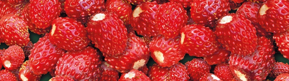 Fresas Salvajes